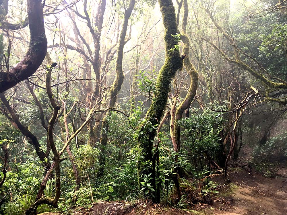 Nebelwald Anaga Gebirge Canary Vibes