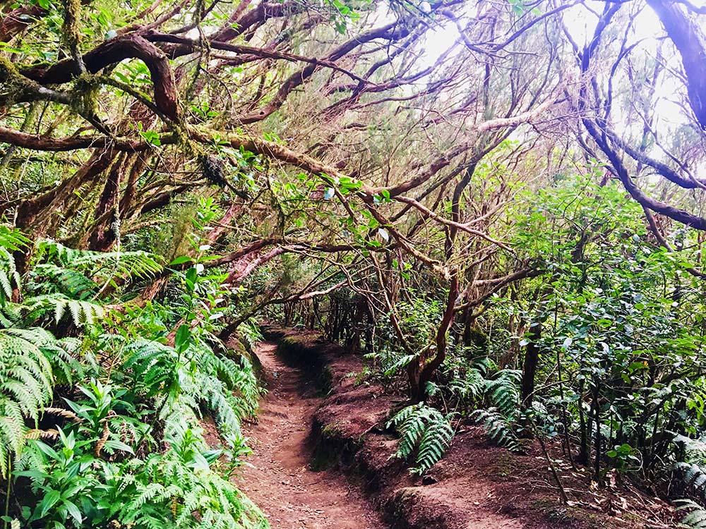 Wandern Anaga-Gebirge Teneriffa