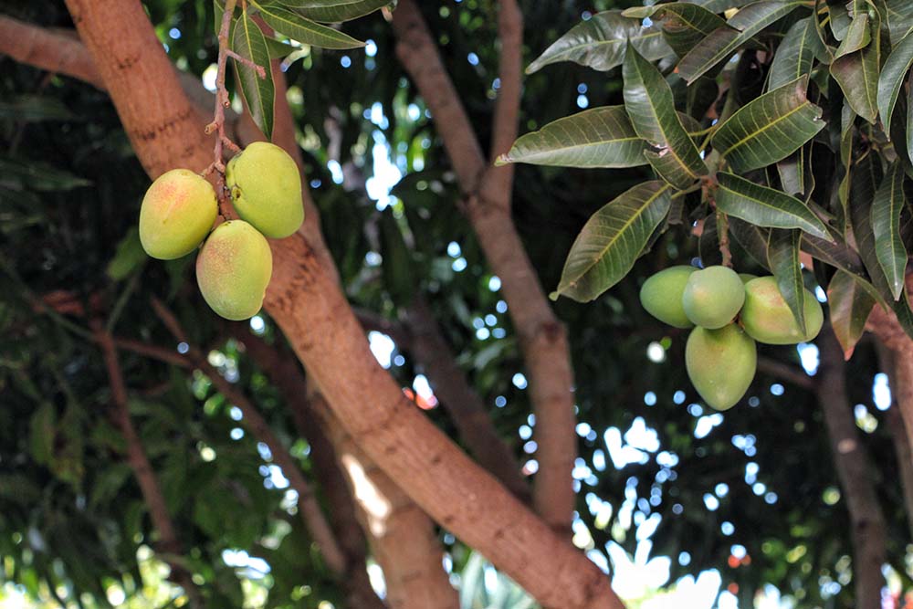 Mangos Casa Federle La Palma