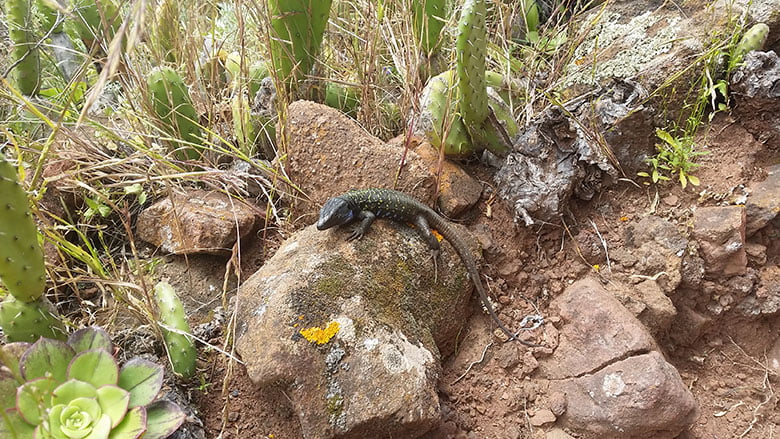 Wandern Anaga Gebirge Teneriffa