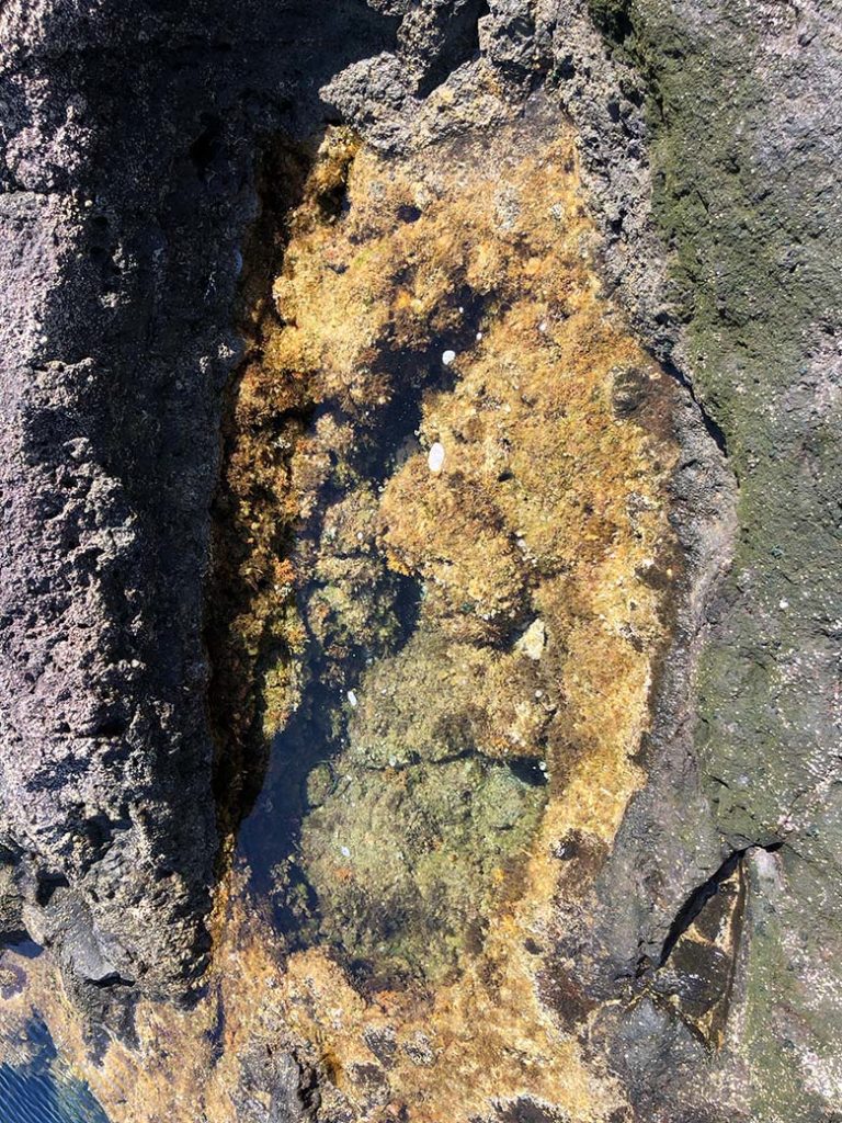 Unterwasserwelt Teneriffa