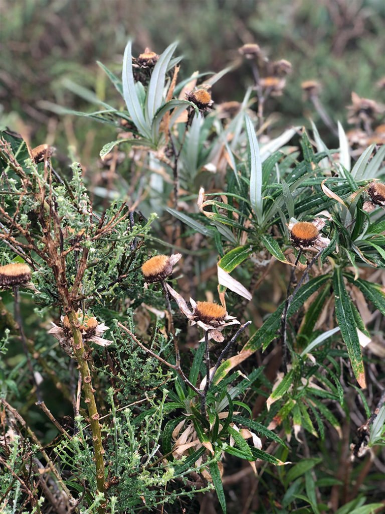 Flora Anaga Gebirge Teneriffa