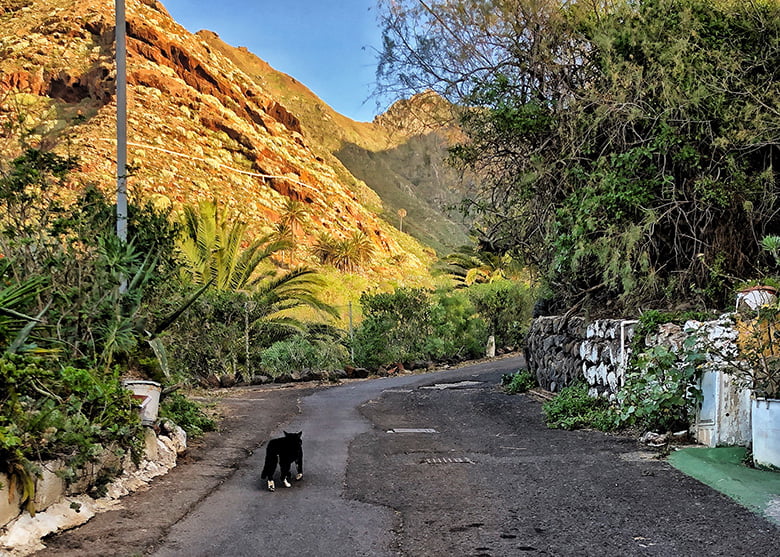 Wandern Punta del Hidalgo