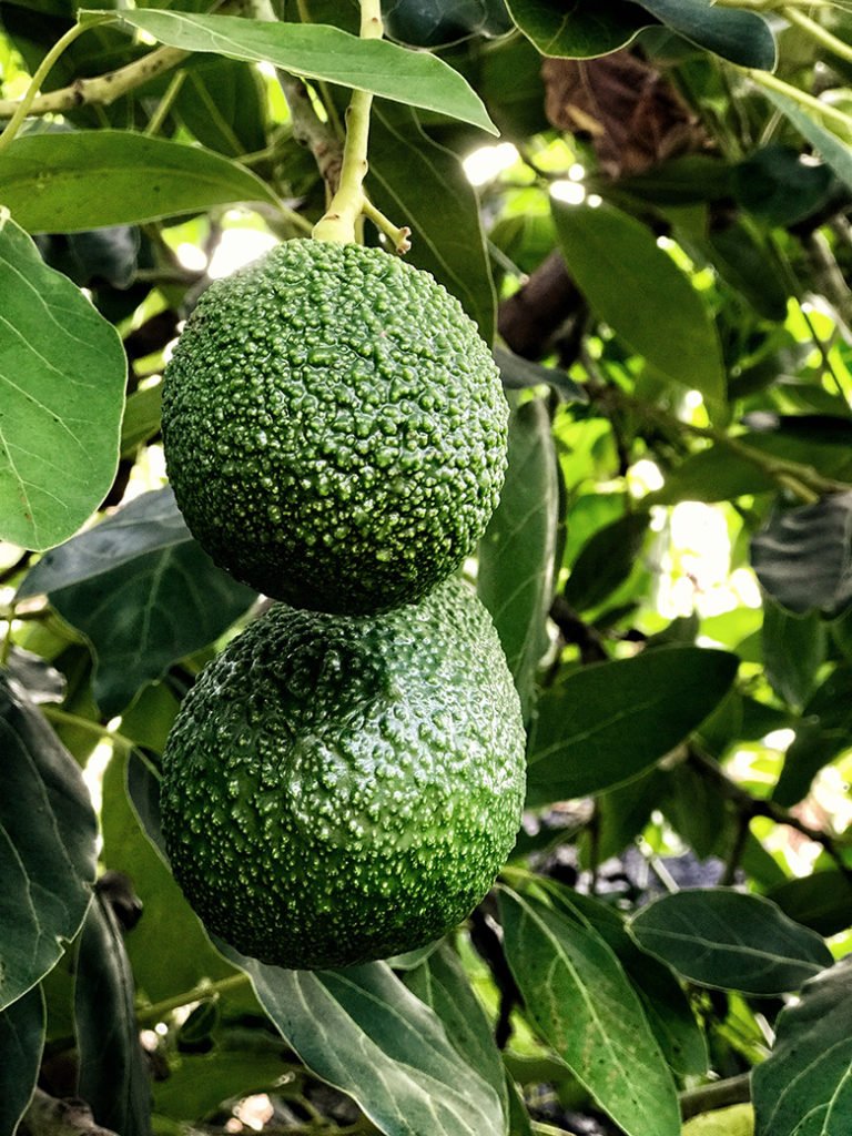 Avocados Kanaren
