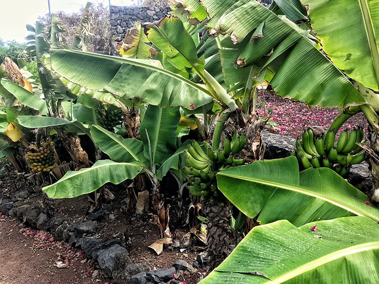 Bananen Kanaren