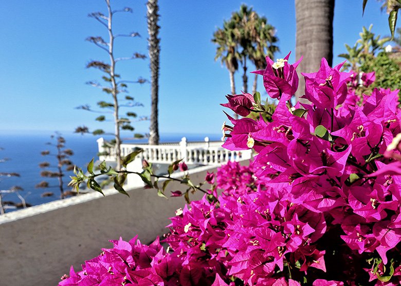 Blüten Teneriffa