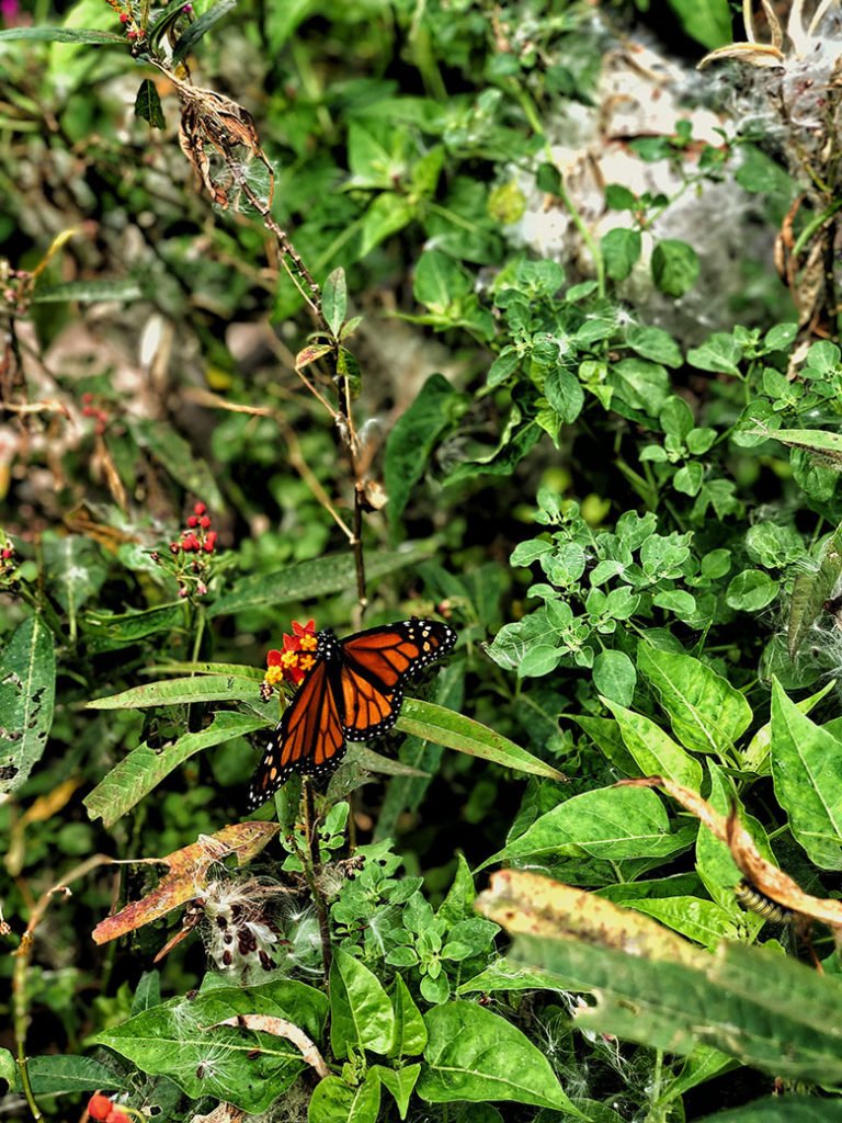 Finca el Quinto Teneriffa