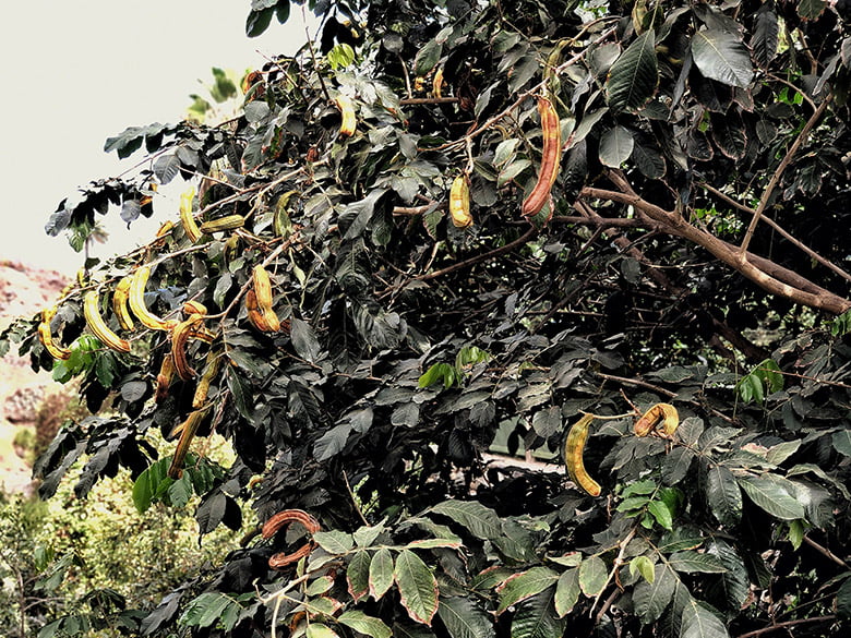 Finca el Quinto Teneriffa