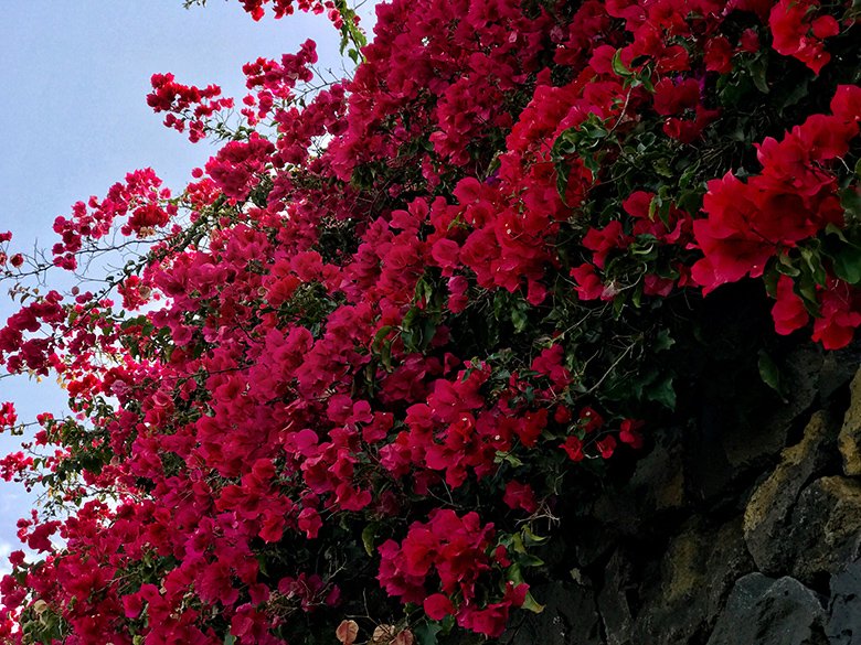 Blüten Teneriffa