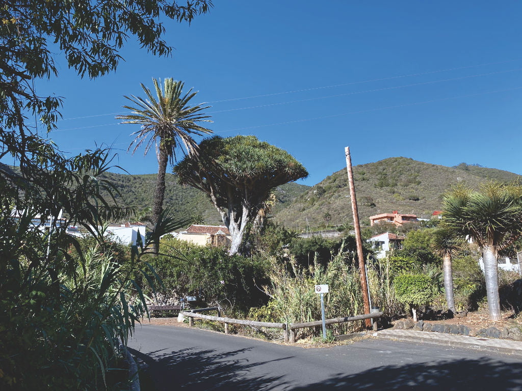 Drachenbaum und Kanarische Palme