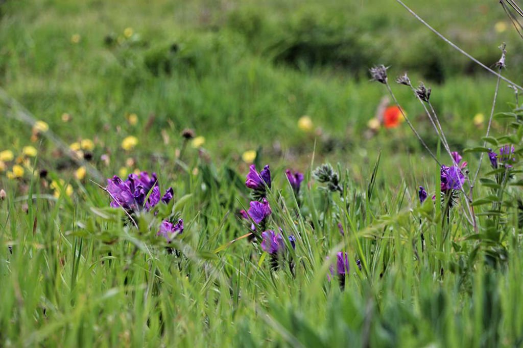 Blumen auf den Kanaren bei guten Wetter