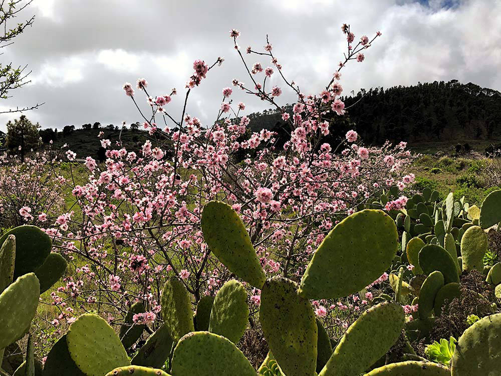 Mandelblüten auf den Kanaren