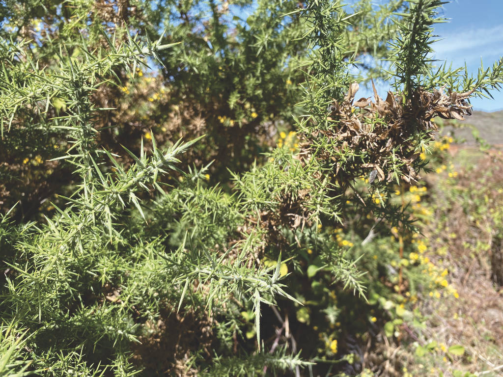 Pflanze in Los Silos auf Teneriffa