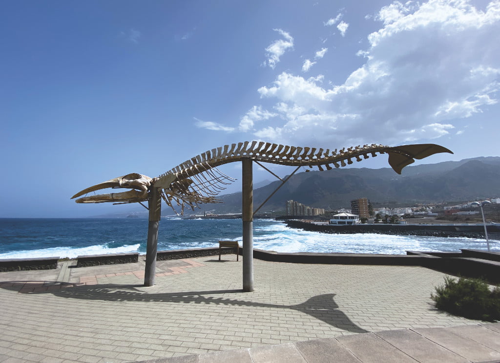 Walskelett Los Silos auf Teneriffa