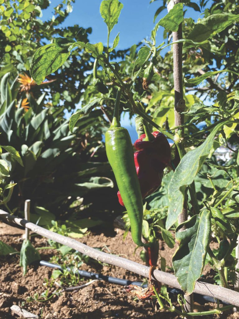 Finca Las Toscas Teneriffa Gemüse