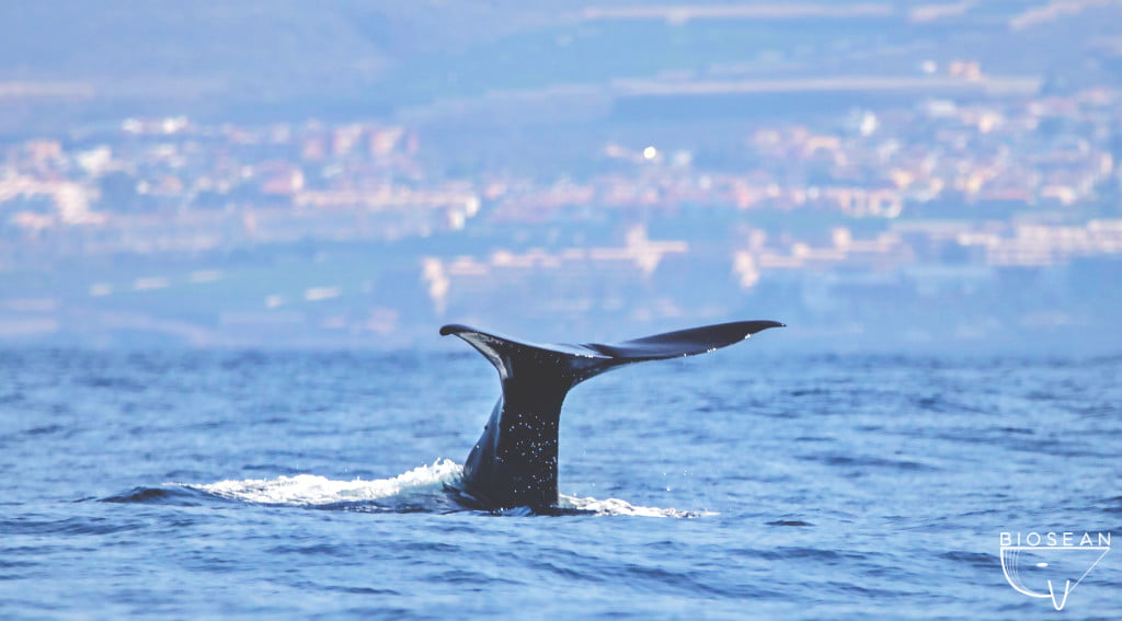 Walflosse beim Whale Watching auf Teneriffa