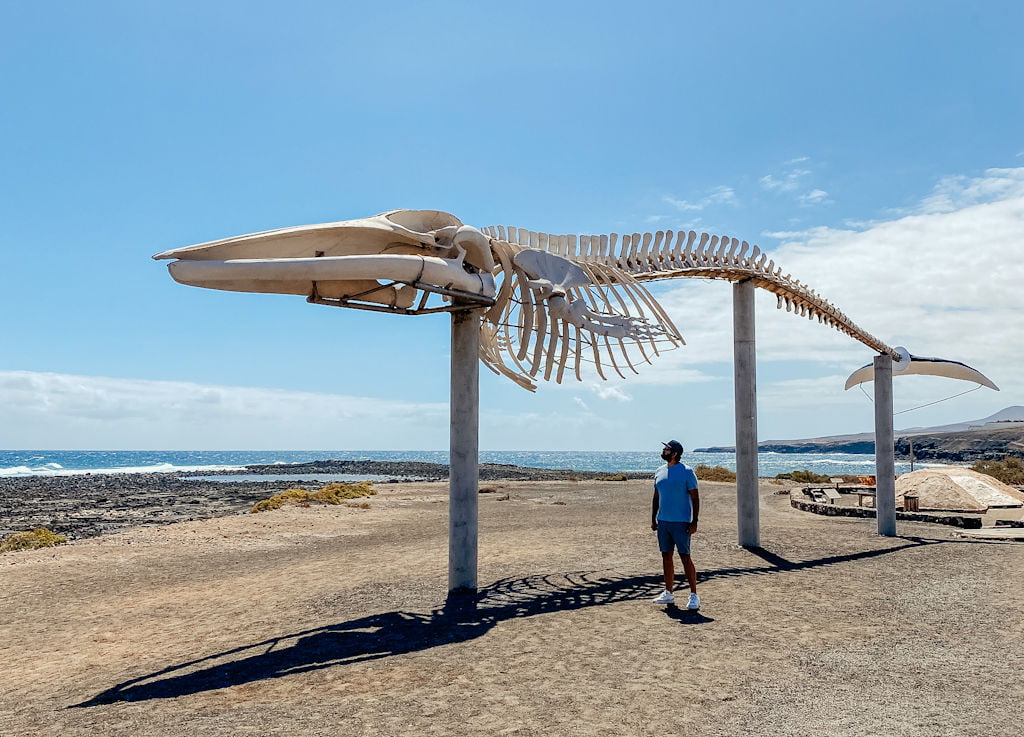Walskelet im Salzmuseum auf Fuerteventura