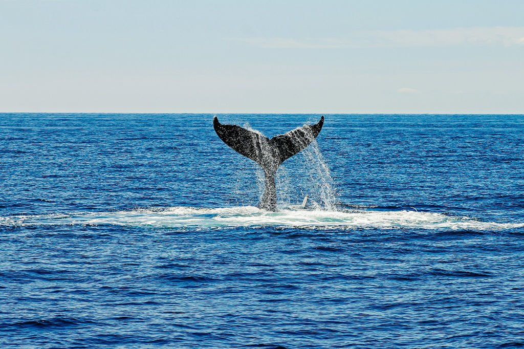 Whale Watching auf Teneriffa