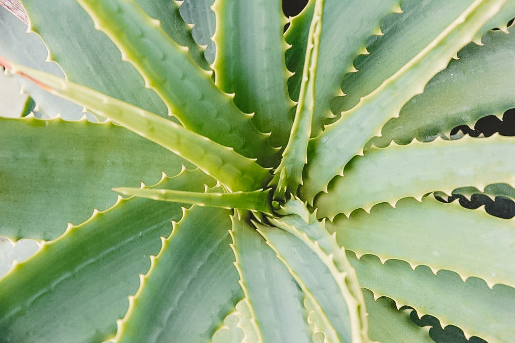 Aloe Vera Pflanze